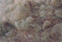 http://www.emanueletorti.it/files/gimgs/th-34_1_IMG00027 copia 3.jpg